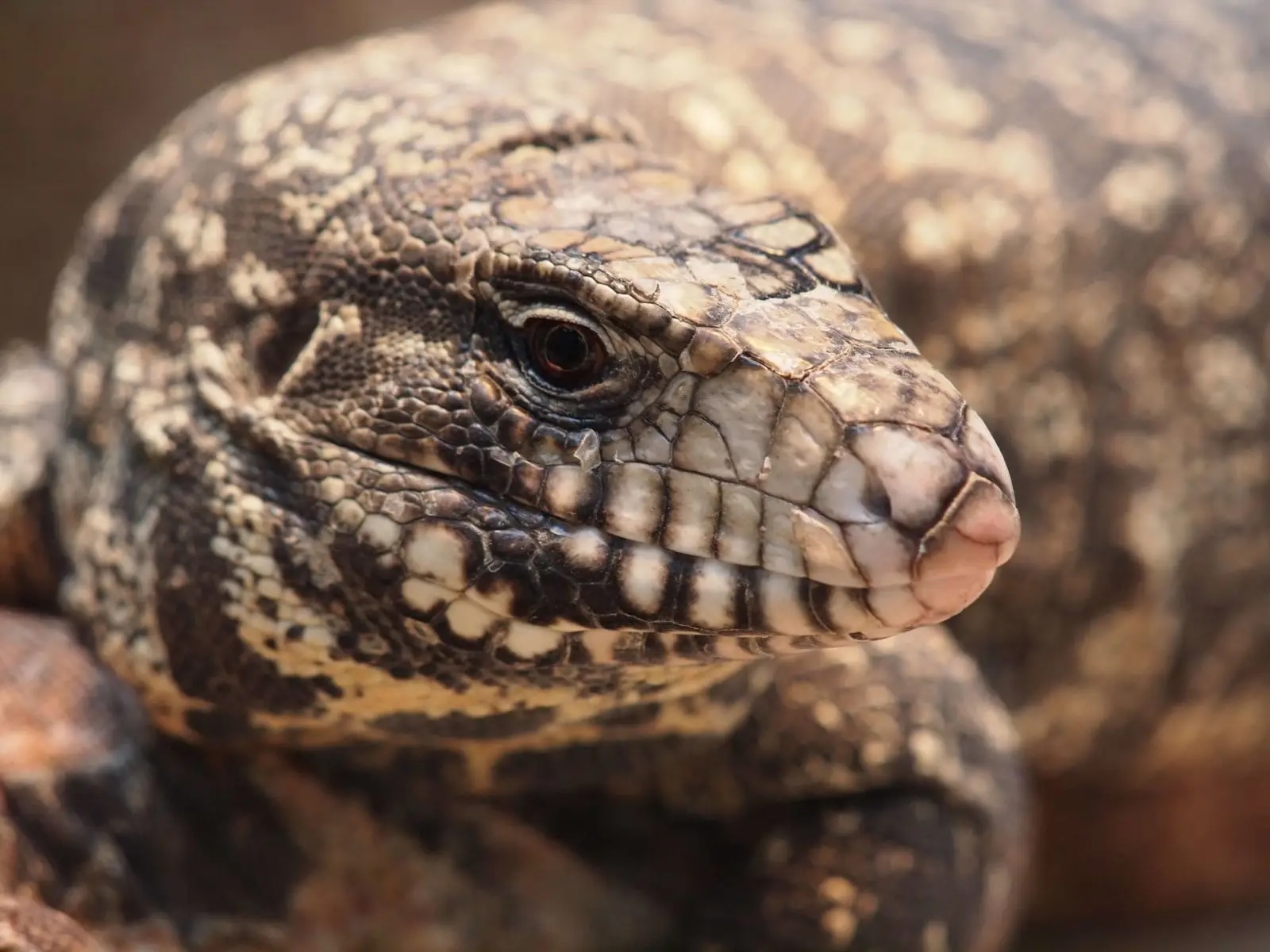 Argentine Tegu - Hoo Zoo and Dinosaur World
