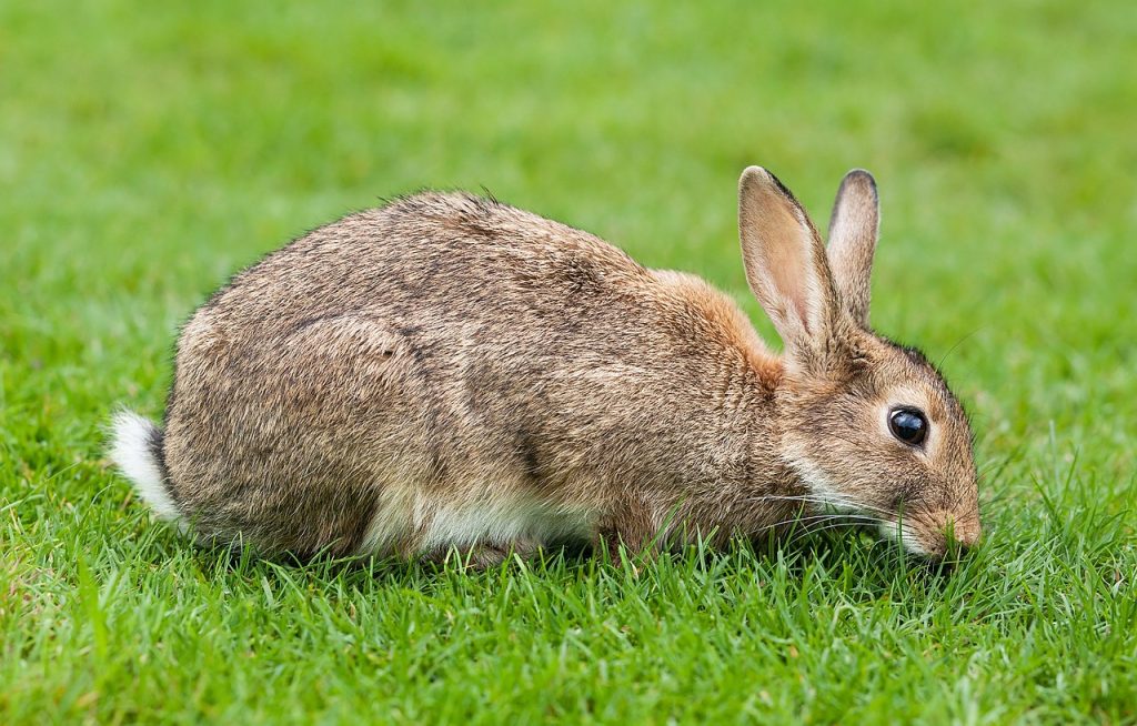 European Rabbit - Hoo Zoo and Dinosaur World