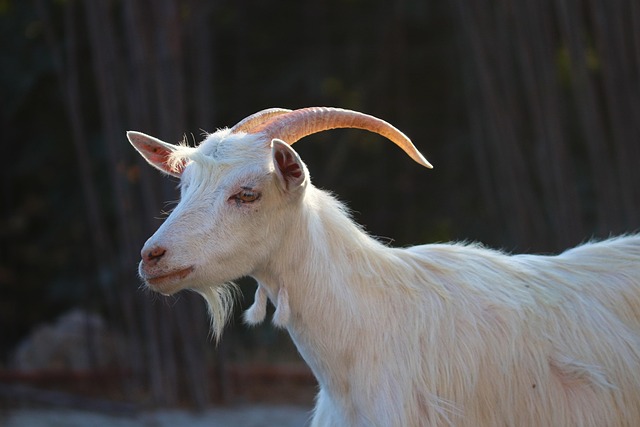 Domestic Goat - Hoo Zoo and Dinosaur World