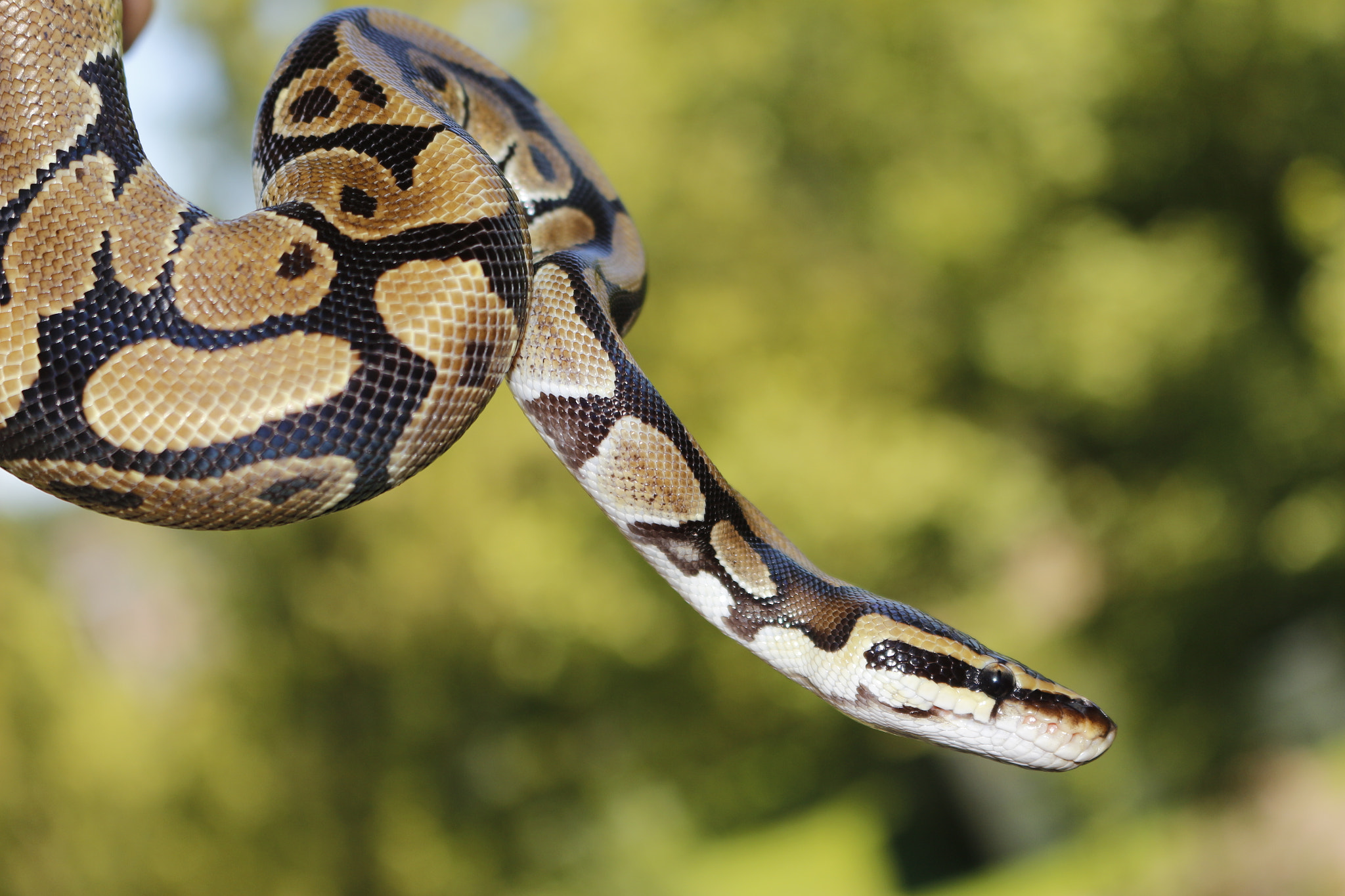 Royal Python - Hoo Zoo and Dinosaur World