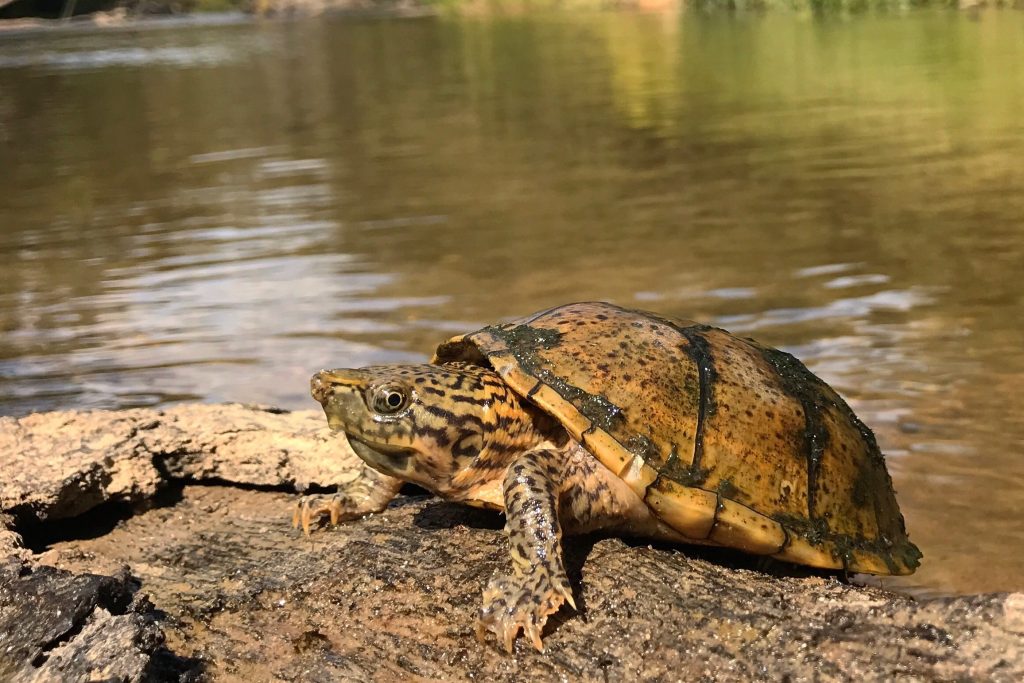 Musk Turtle - Hoo Zoo and Dinosaur World
