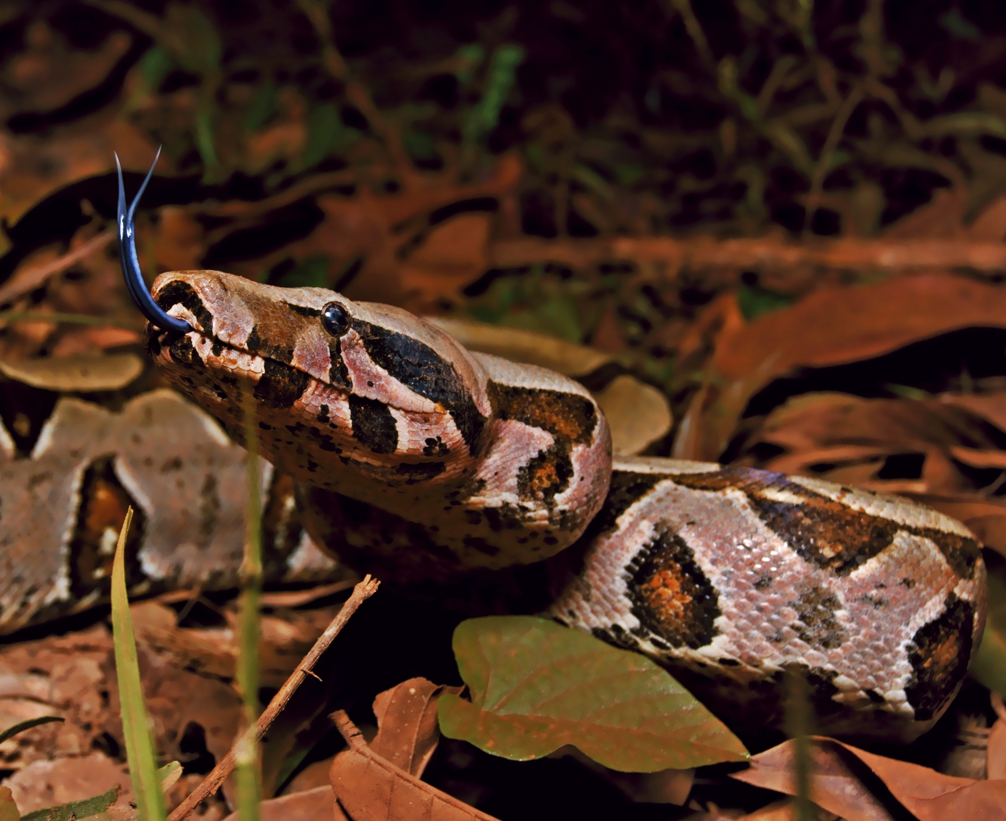 Boa Constrictor - Hoo Zoo and Dinosaur World