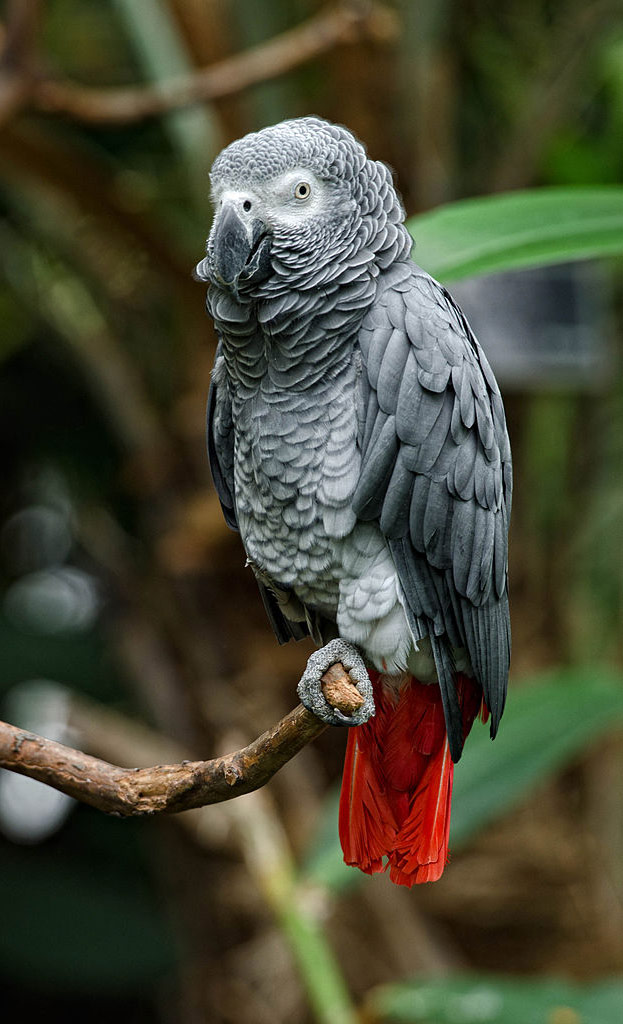 African Grey Parrot - Hoo Farm