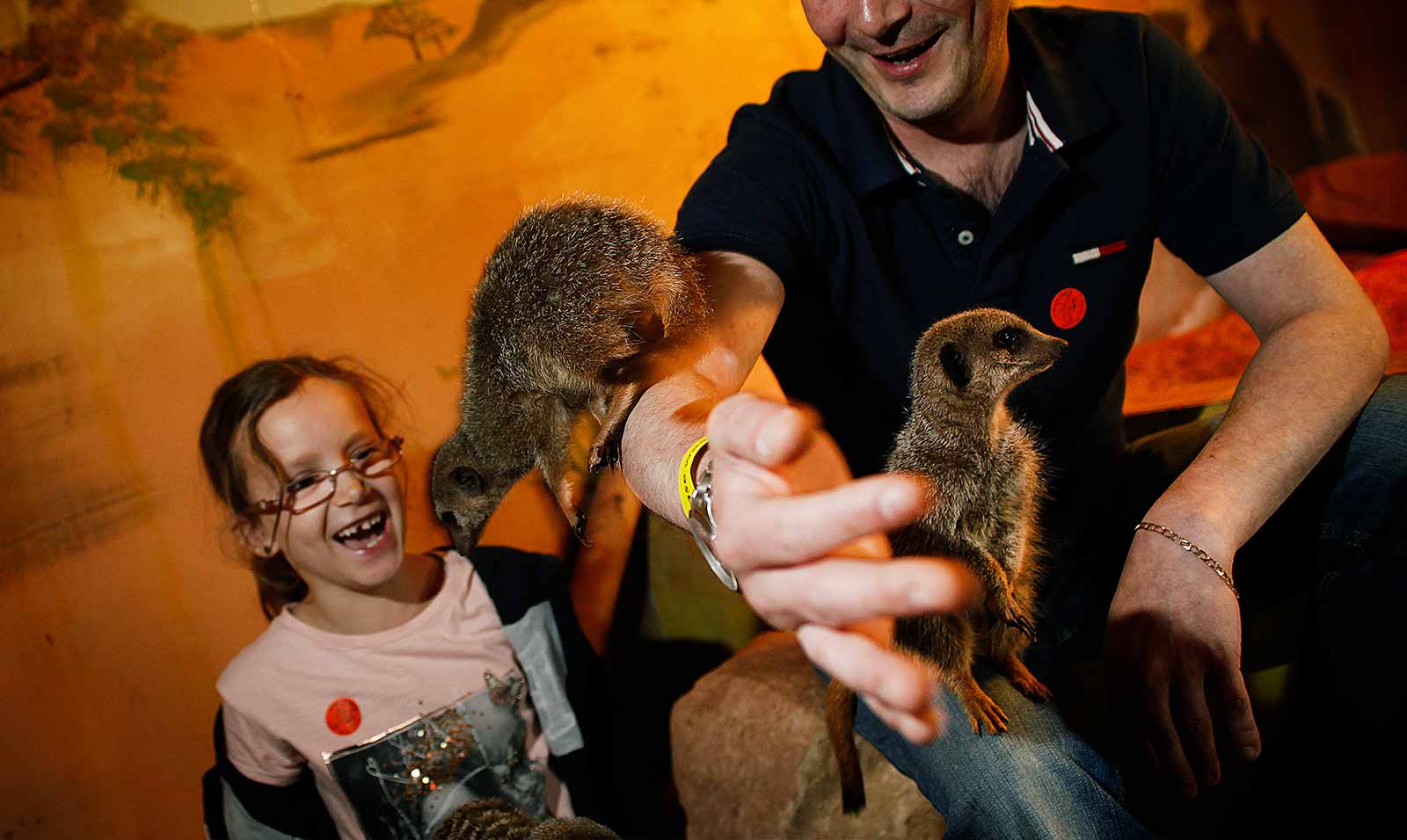 Meerkat Experience at Hoo Zoo