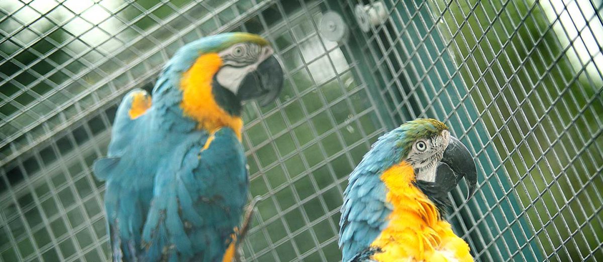 Parrots of the Caribbean