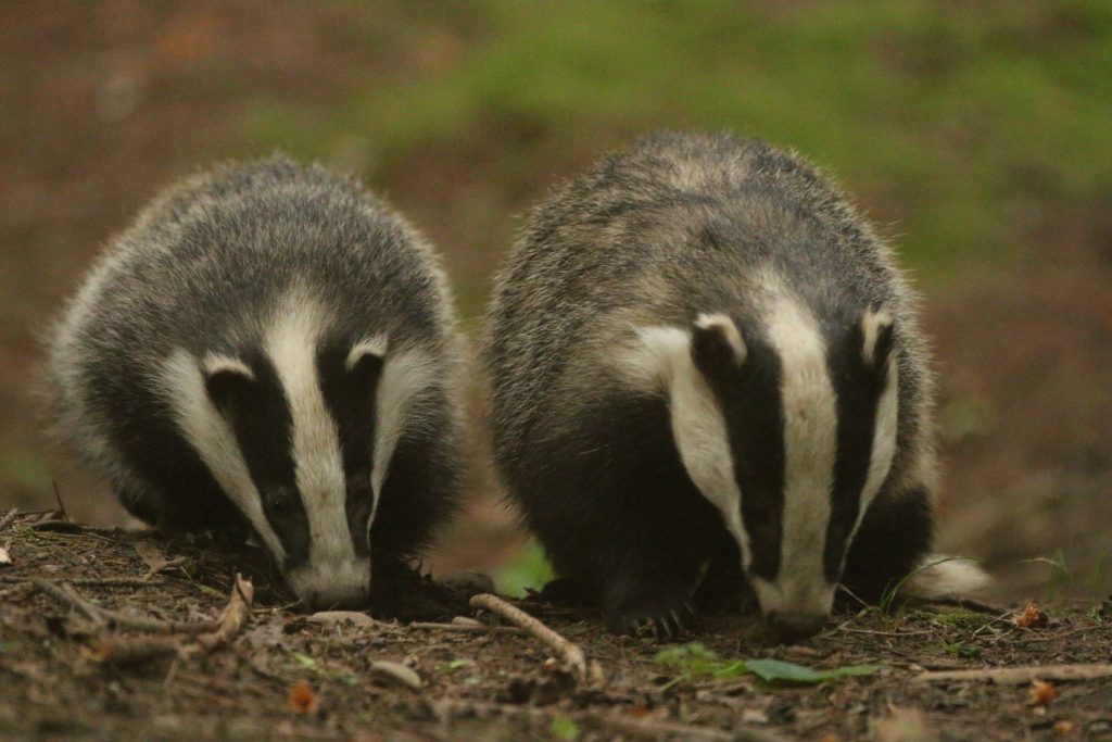Badger Watching at Hoo Zoo