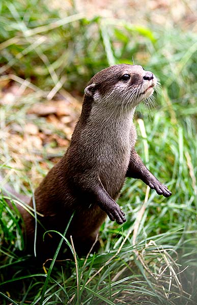 Clawed Otters