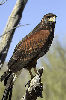 Cooper's hawk - Wikipedia