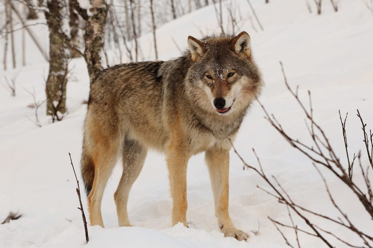Eurasian Wolf Hybrid