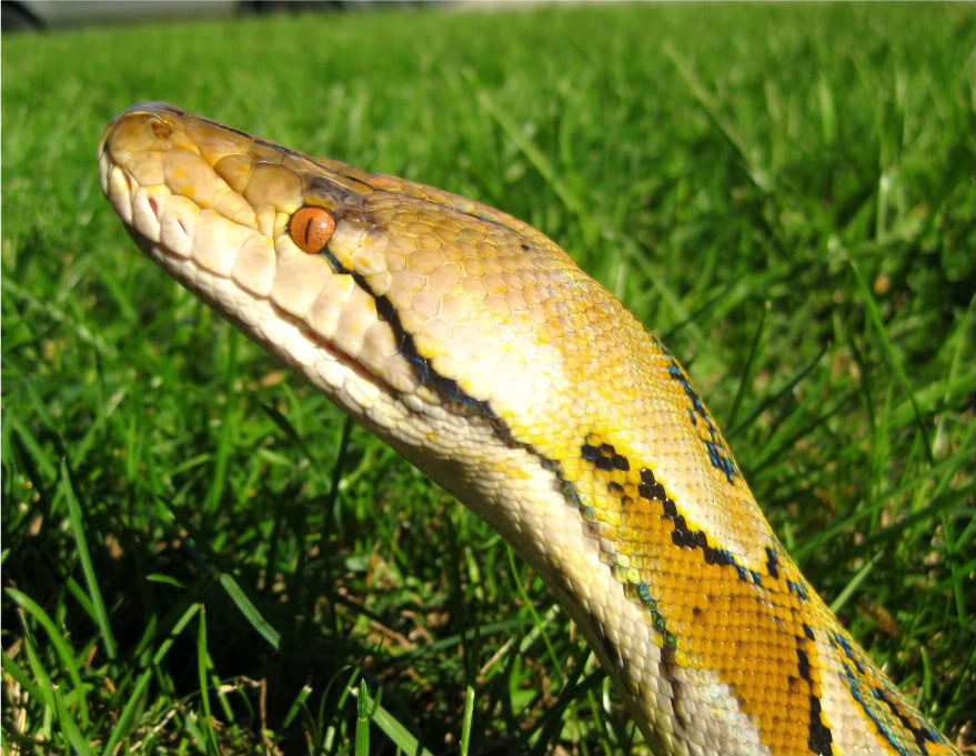 Reticulated Python - Hoo Zoo and Dinosaur World