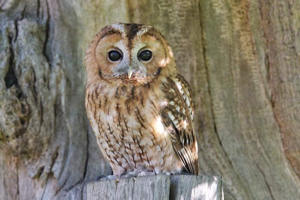 Owl Experience