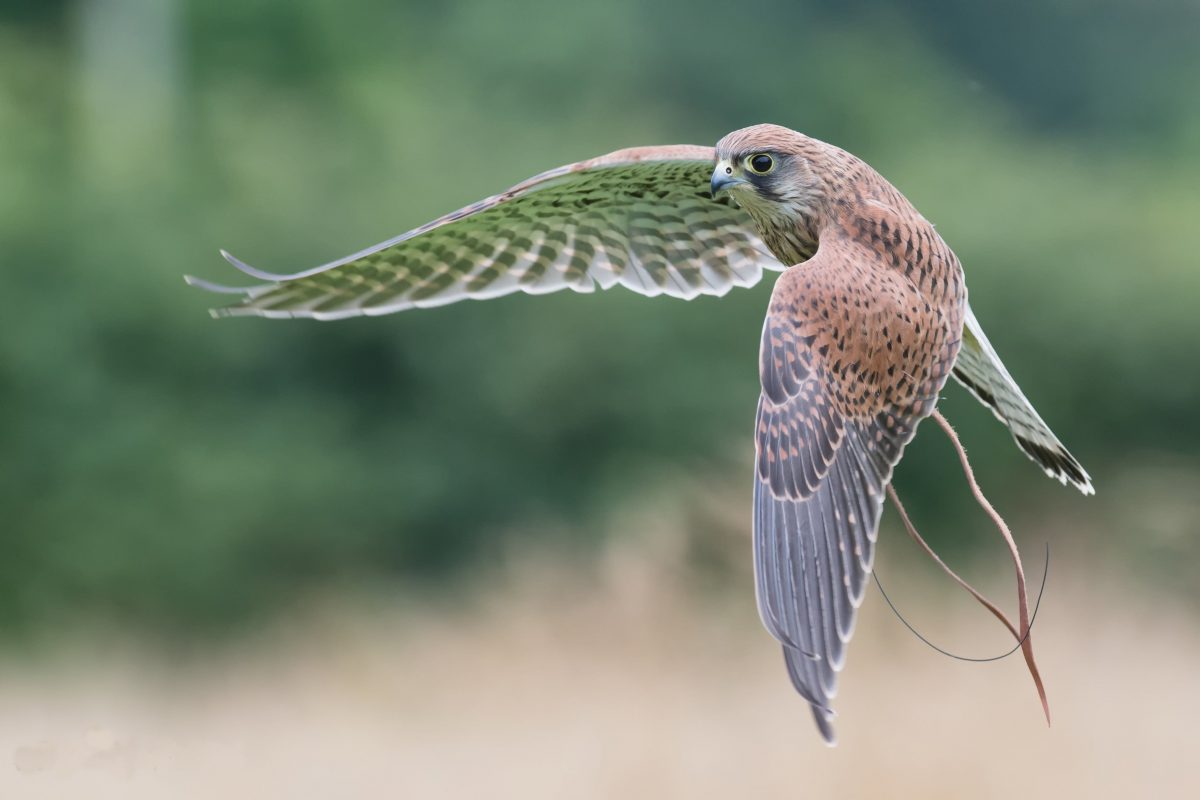 Bird of Prey Experience