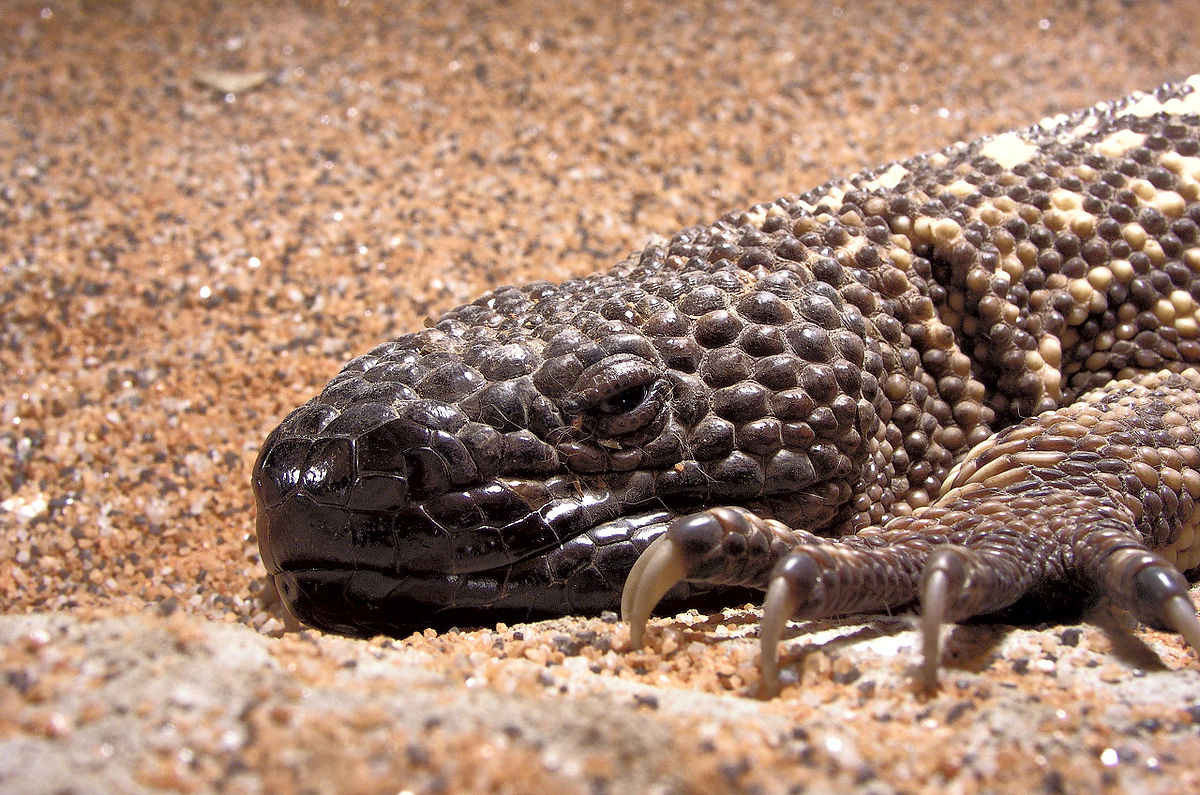 Beaded Lizard - Hoo Zoo and Dinosaur World