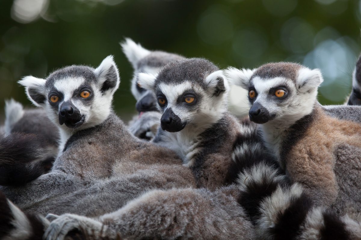 Lemur Forest