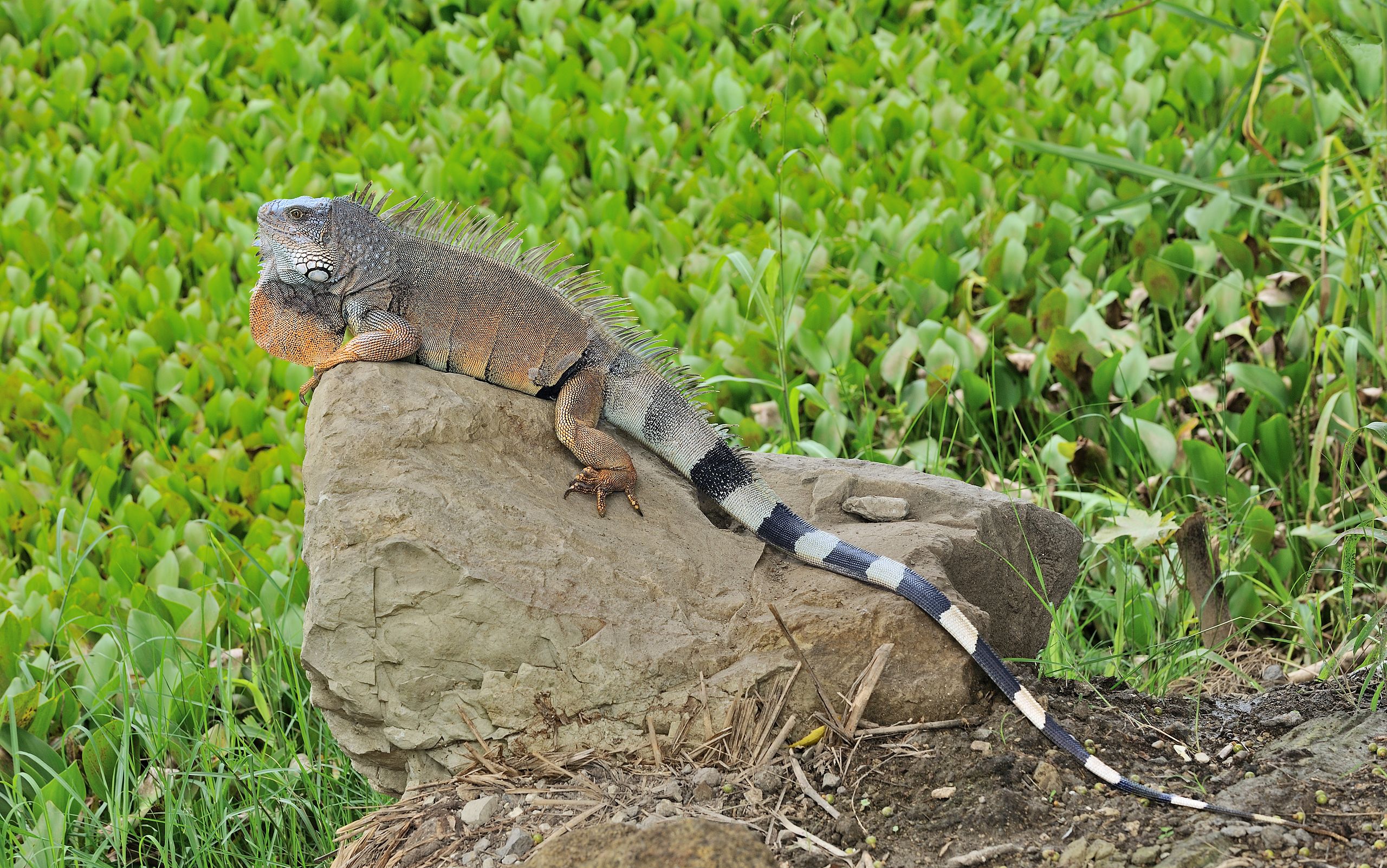 Green Iguana Hoo Zoo and Dinosaur World