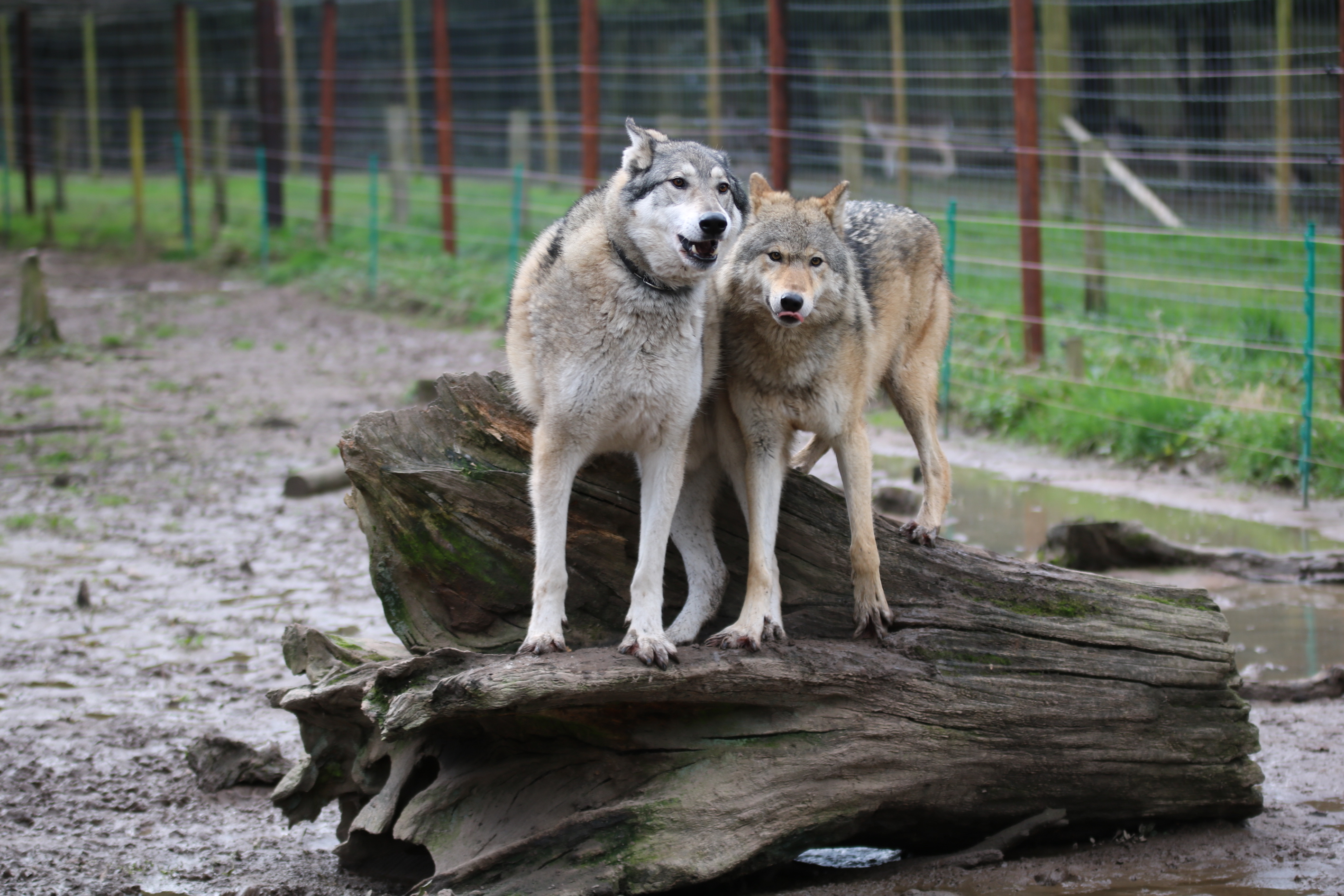 Hoo Farm Animal Kingdom