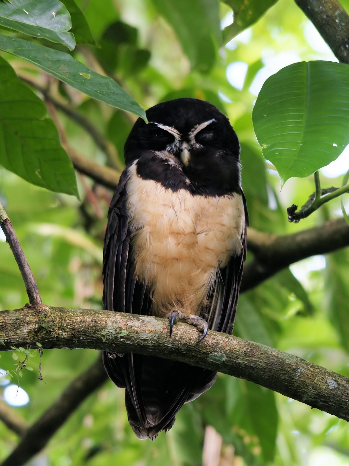 Spectacled Owl