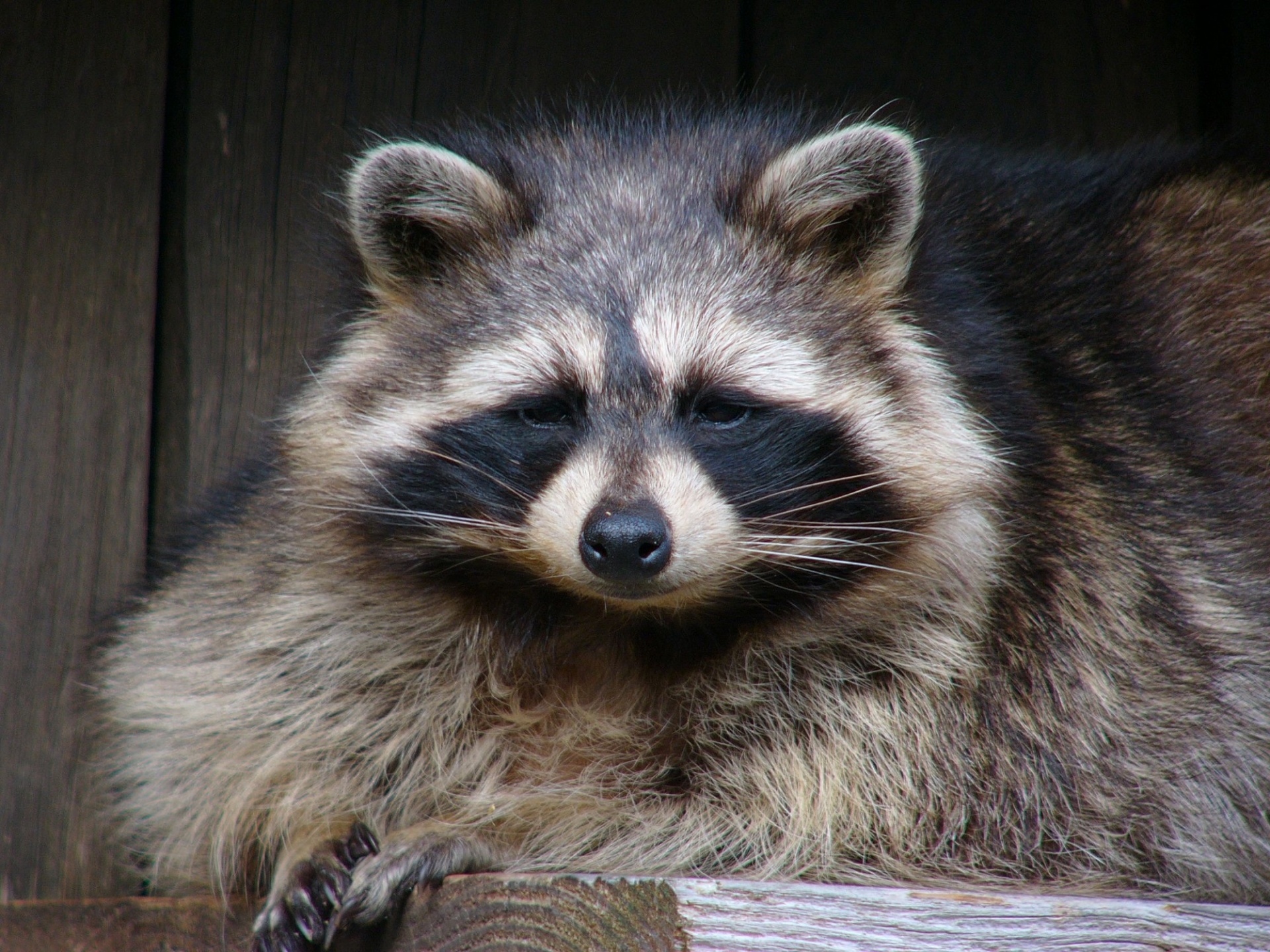 Raccoon - Hoo Zoo and Dinosaur World