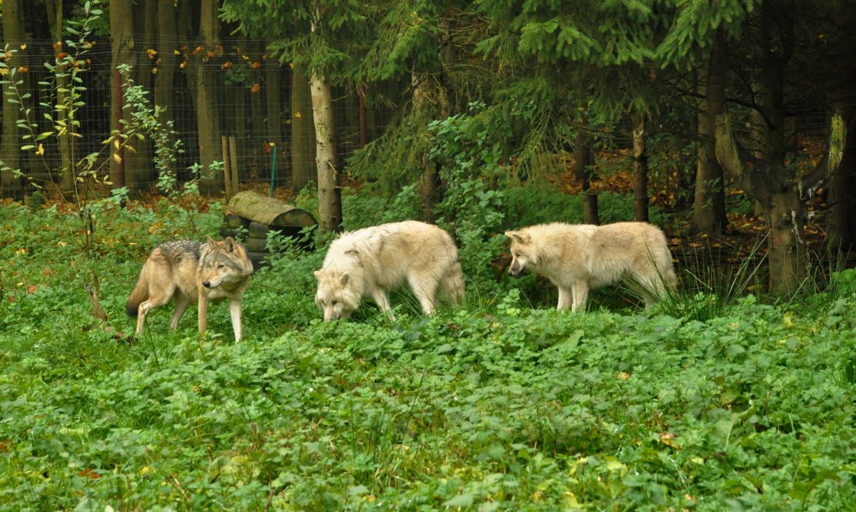 Wild Wolf Breakfast