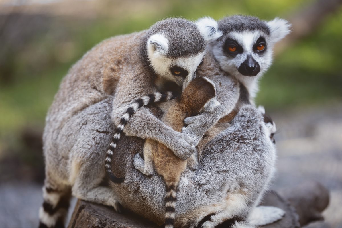 Lemur Forest