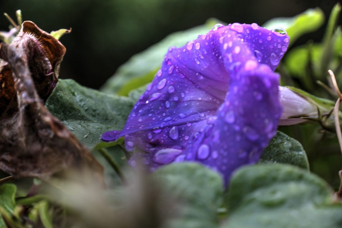 Rainy Day Return