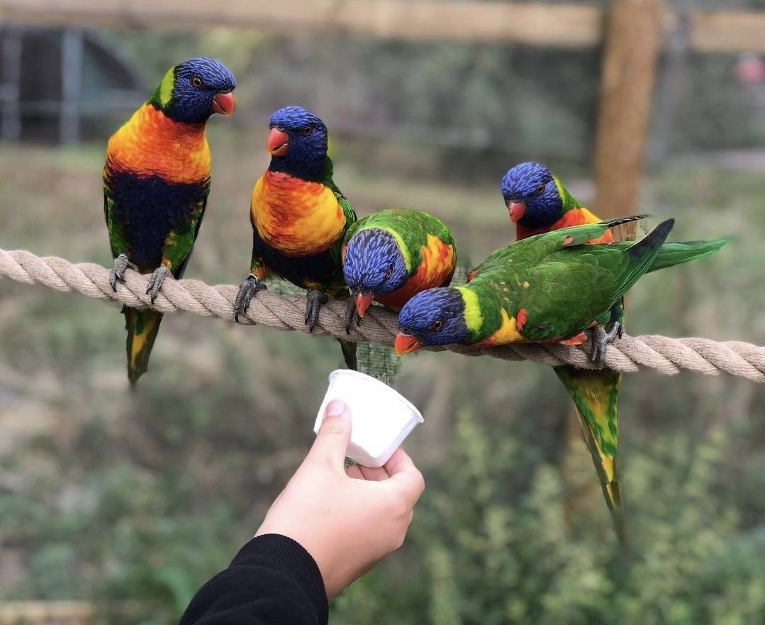 Lorikeet Loop