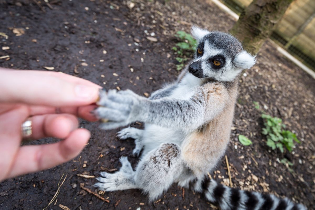 Meerkat and Lemur Experience